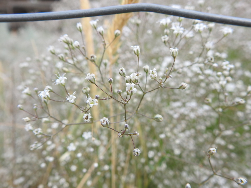 Baby's Breath (Black Hills Invasive Plant Guide) · iNaturalist
