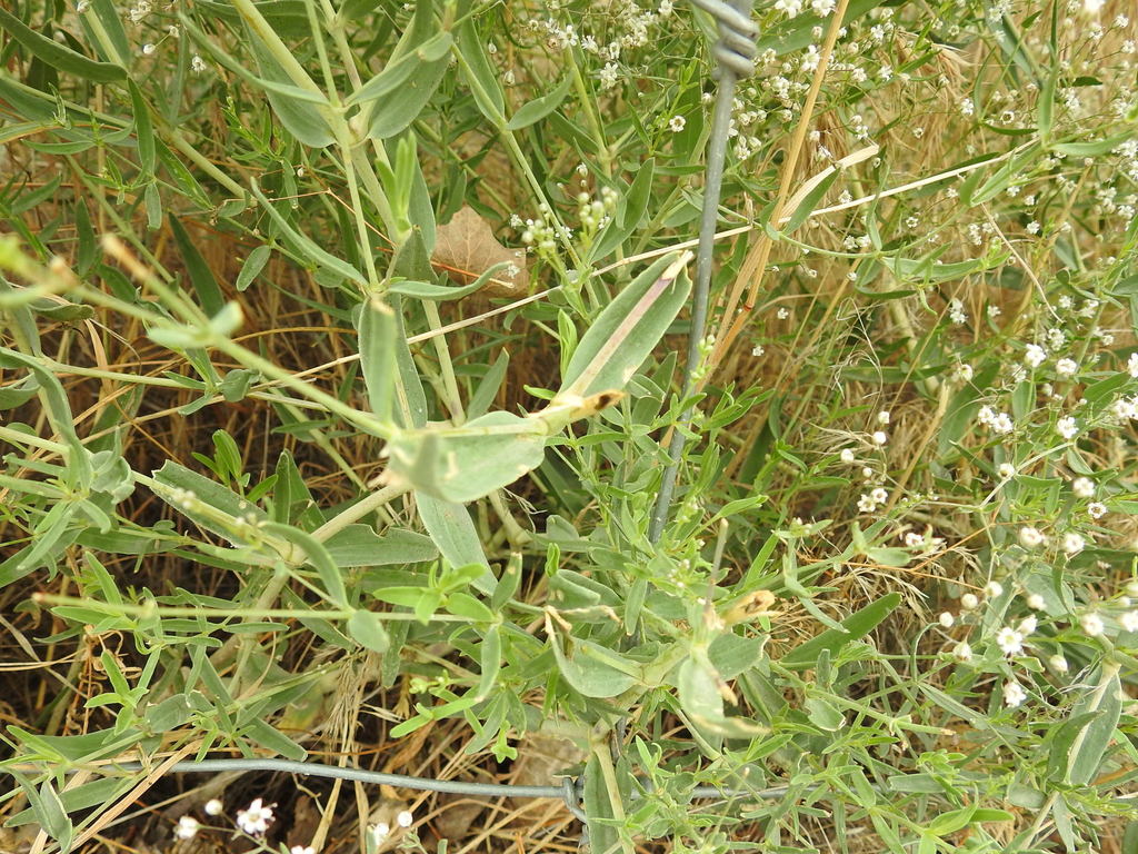 Baby's Breath (Black Hills Invasive Plant Guide) · iNaturalist