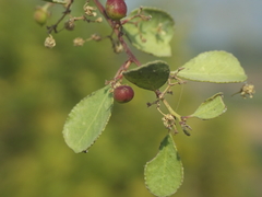 Gymnosporia senegalensis