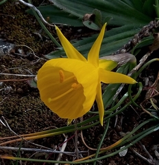 Narcissus obesus