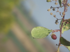 Gymnosporia senegalensis