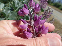 Lupinus sericatus