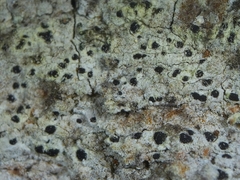 Arthonia arthonioides