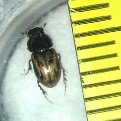 Chilothorax