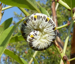 Cimbex quadrimaculatus