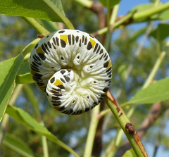 Cimbex quadrimaculatus
