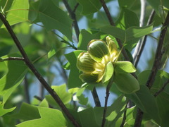 Liriodendron chinense