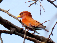 Eurystomus glaucurus suahelicus