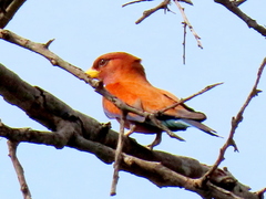 Eurystomus glaucurus suahelicus