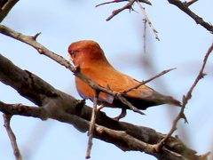 Eurystomus glaucurus suahelicus