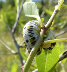 Cimbex quadrimaculatus