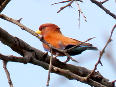 Eurystomus glaucurus suahelicus