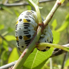 Cimbex quadrimaculatus