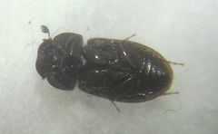 Chilothorax