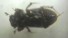 Chilothorax