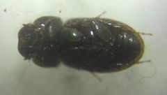 Chilothorax