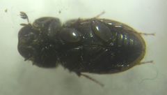 Chilothorax