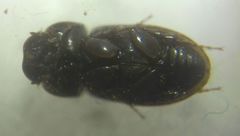 Chilothorax