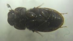 Chilothorax
