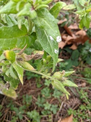 Helminthotheca echioides