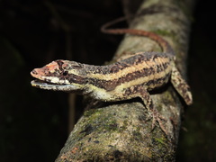 Anolis vittigerus