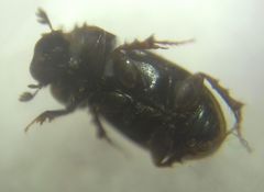 Chilothorax