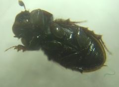 Chilothorax
