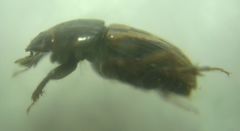 Chilothorax