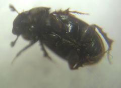 Chilothorax