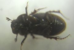Chilothorax