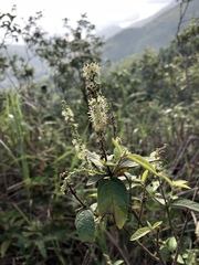Croton lachnocarpus