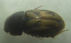 Chilothorax