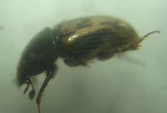 Chilothorax