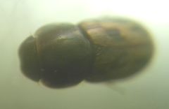 Chilothorax