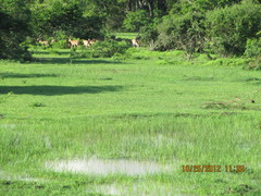 Axis axis ceylonensis