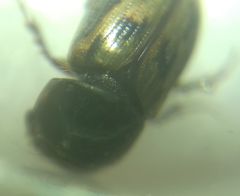 Chilothorax