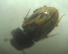 Chilothorax