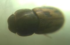 Chilothorax