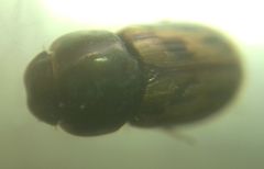 Chilothorax