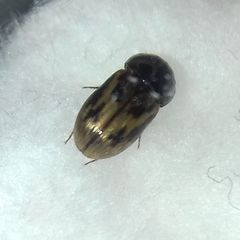 Chilothorax