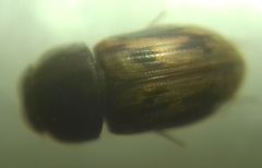 Chilothorax