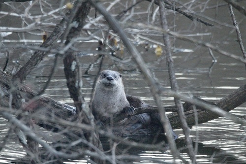 North American River Otter photographed in Kentucky