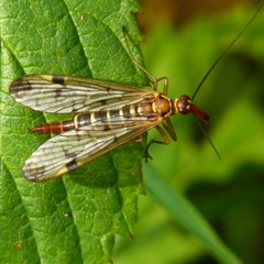 Panorpa cognata