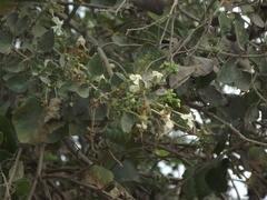 Clerodendrum phlomidis