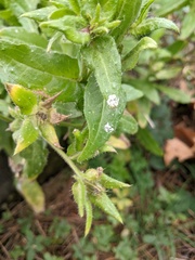 Helminthotheca echioides