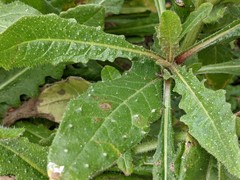 Helminthotheca echioides