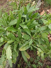 Helminthotheca echioides