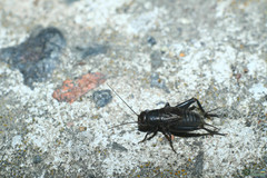 Modicogryllus truncatus