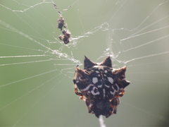 Thelacantha brevispina