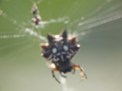 Thelacantha brevispina